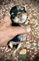 2face boy, a male Miniature Schnauzer for sale in Albuquerque, NM – Photo 4 of 7