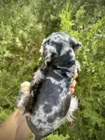 2face boy, a male Miniature Schnauzer for sale in Albuquerque, NM – Photo 7 of 7