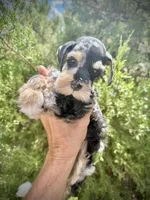 2face boy, a male Miniature Schnauzer for sale in Albuquerque, NM – Photo 1 of 7
