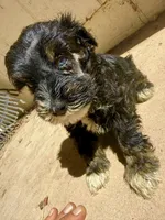 Blue eyed Male (AKC Registered) #2, a male Miniature Schnauzer for sale in Albuquerque, NM – 5 of 5