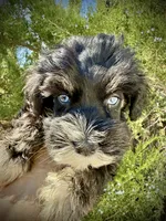 Blue eyed Male (AKC Registered) #2, a male Miniature Schnauzer for sale in Albuquerque, NM – 2 of 5