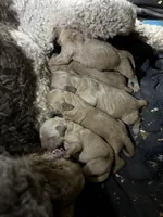 Isabella, a female Goldendoodle for sale in Albuquerque, NM – Photo 2 of 4