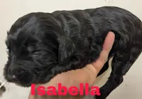Isabella, a female Goldendoodle for sale in Albuquerque, NM – Photo 3 of 4