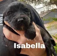 Isabella, a female Goldendoodle for sale in Albuquerque, NM – Photo 4 of 4