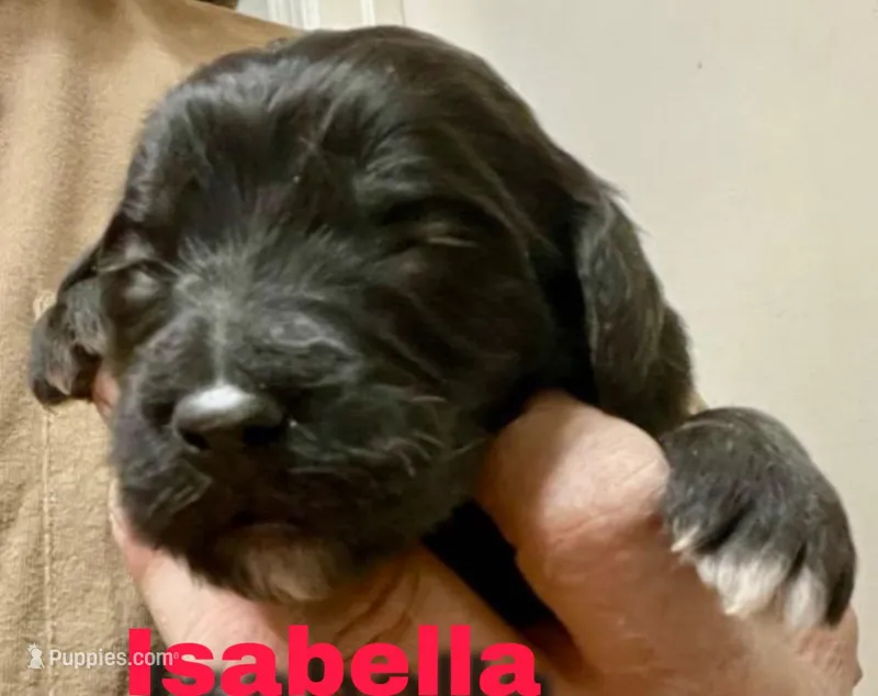 Isabella, a female Goldendoodle for sale in Albuquerque, NM – Photo 1 of 4