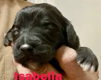 Isabella, a female Goldendoodle for sale in Albuquerque, NM – Photo 1 of 4