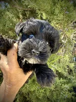 Blue Eyed Male (AKC Registered) #1, a male Miniature Schnauzer for sale in Albuquerque, NM – 2 of 3