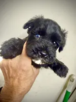 Blue Eyed Male (AKC Registered) #1, a male Miniature Schnauzer for sale in Albuquerque, NM – 3 of 3