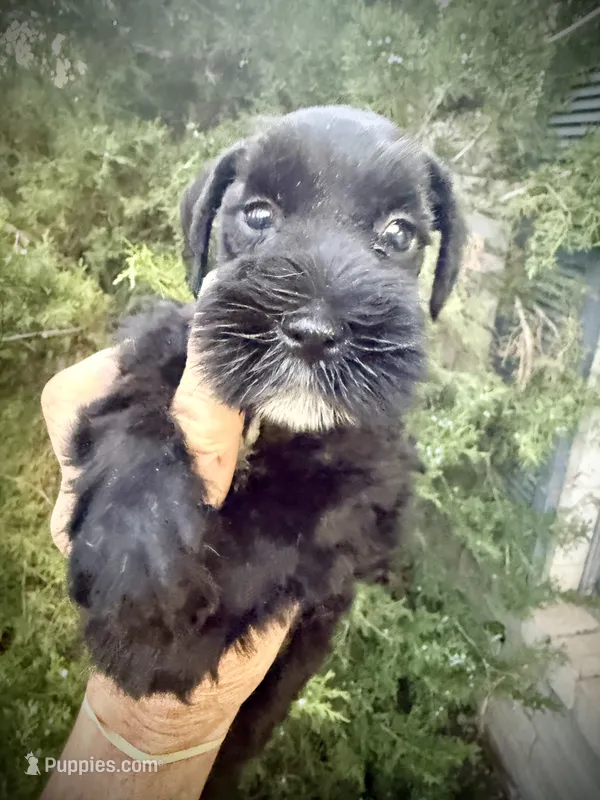 Jet (AKC Registered) – Miniature Schnauzer puppy for sale in Albuquerque, NM
