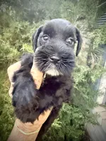 Jet (AKC Registered), a male Miniature Schnauzer for sale in Albuquerque, NM – 1 of 5