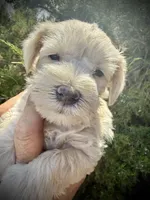 Cream boy, a male Miniature Schnauzer for sale in Albuquerque, NM – 1 of 2
