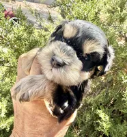 Phantom Girl, a female Miniature Schnauzer for sale in Albuquerque, NM – 2 of 3