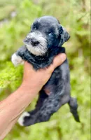 Male 3, a male Miniature Schnauzer for sale in Albuquerque, NM – Photo 2 of 3