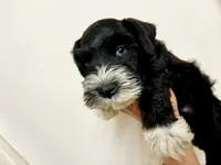 Male 3, a male Miniature Schnauzer for sale in Albuquerque, NM – Photo 1 of 3