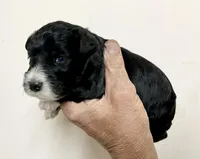 Male 3, a male Miniature Schnauzer for sale in Albuquerque, NM – Photo 3 of 3