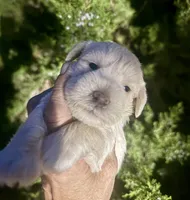 Cream boy, a male Miniature Schnauzer for sale in Albuquerque, NM – 2 of 2
