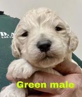 Green male, a male Goldendoodle for sale in Albuquerque, NM – Photo 1 of 2