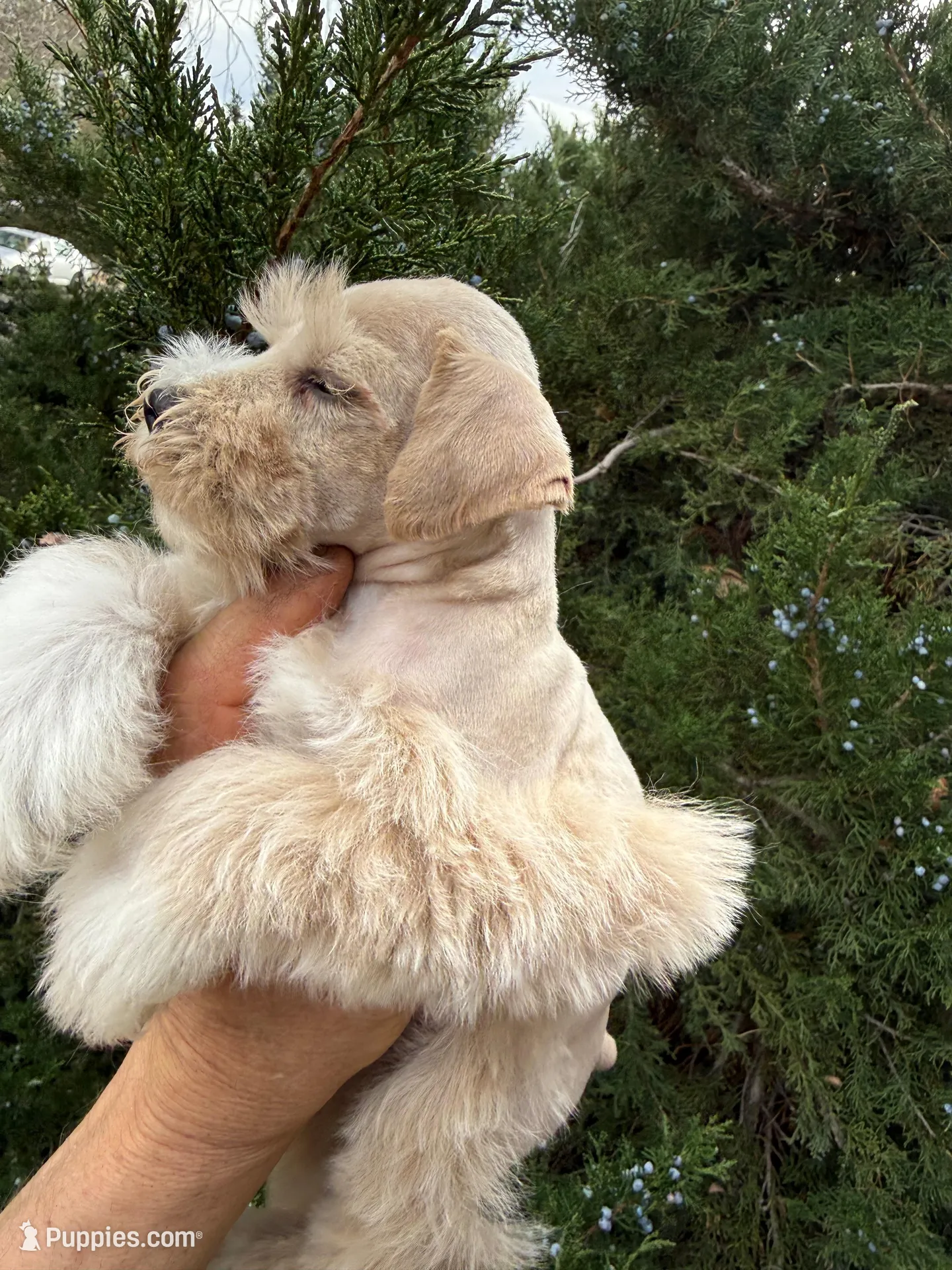 Wheaton Sonshine, a male Miniature Schnauzer for sale in Albuquerque, NM – Photo 2 of 2