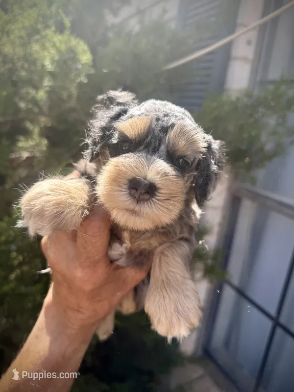 Merle Girl – Miniature Schnauzer puppy for sale in Albuquerque, NM