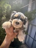 Merle Girl, a female Miniature Schnauzer for sale in Albuquerque, NM – 1 of 5