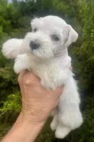 White chocolate Male, a male Miniature Schnauzer for sale in Albuquerque, NM – Photo 1 of 2