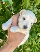 White chocolate Male, a male Miniature Schnauzer for sale in Albuquerque, NM – Photo 2 of 2