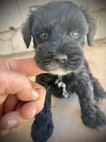Jet (AKC Registered), a male Miniature Schnauzer for sale in Albuquerque, NM – 3 of 5