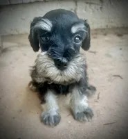 Phantom Girl (AKC Registered), a female Miniature Schnauzer for sale in Albuquerque, NM – 2 of 3
