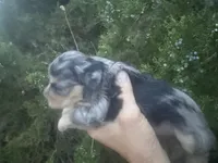 Merle Girl, a female Miniature Schnauzer for sale in Albuquerque, NM – 4 of 5