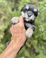 Batman, a male Miniature Schnauzer for sale in Albuquerque, NM – Photo 2 of 4