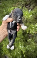 Batman, a male Miniature Schnauzer for sale in Albuquerque, NM – Photo 4 of 4