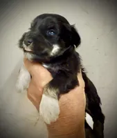 Batman, a male Miniature Schnauzer for sale in Albuquerque, NM – Photo 3 of 4