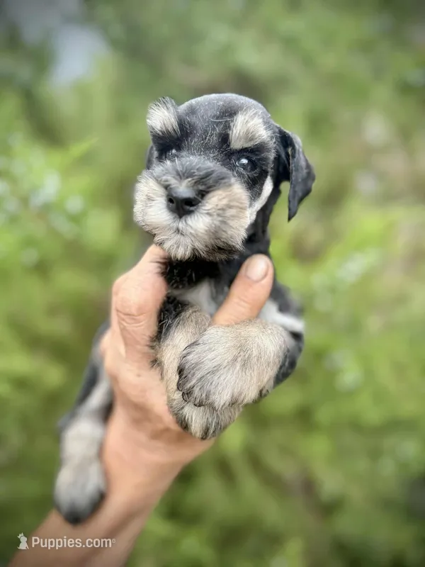 Batman, a male Miniature Schnauzer for sale in Albuquerque, NM – Photo 1 of 4
