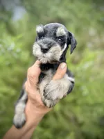 Batman, a male Miniature Schnauzer for sale in Albuquerque, NM – Photo 1 of 4