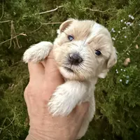 Wheaton Sonshine, a male Miniature Schnauzer for sale in Albuquerque, NM – Photo 1 of 8