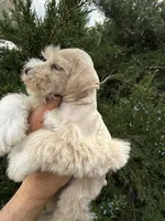 Wheaton Sonshine, a male Miniature Schnauzer for sale in Albuquerque, NM – Photo 8 of 8