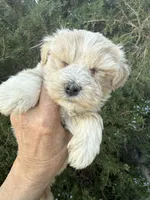 Wheaton Sonshine, a male Miniature Schnauzer for sale in Albuquerque, NM – Photo 4 of 8