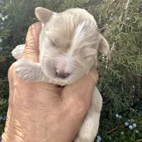 Wheaton Sonshine, a male Miniature Schnauzer for sale in Albuquerque, NM – Photo 2 of 8