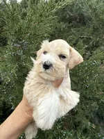 Wheaton Sonshine, a male Miniature Schnauzer for sale in Albuquerque, NM – Photo 7 of 8