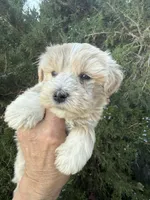 Wheaton Sonshine, a male Miniature Schnauzer for sale in Albuquerque, NM – Photo 3 of 8