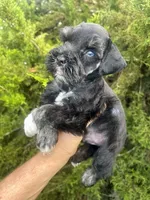 Boy, a male Miniature Schnauzer for sale in Albuquerque, NM – Photo 1 of 2