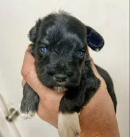 Boy, a male Miniature Schnauzer for sale in Albuquerque, NM – Photo 2 of 2