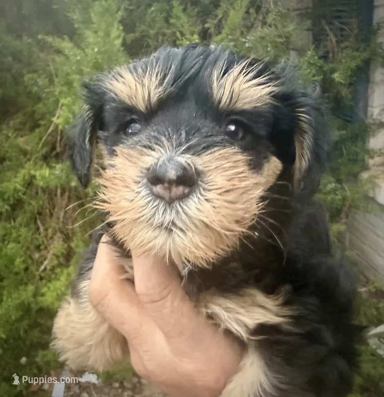 Phantom girl – Miniature Schnauzer puppy on hold in Albuquerque, NM