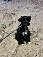 Black male, a male Miniature Schnauzer for sale in Albuquerque, NM – Photo 1 of 6