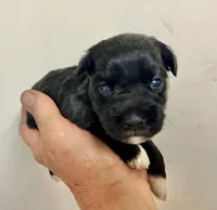 Black male, a male Miniature Schnauzer for sale in Albuquerque, NM – Photo 6 of 6