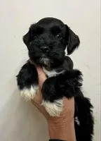 Black male, a male Miniature Schnauzer for sale in Albuquerque, NM – Photo 4 of 6