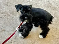 Black male, a male Miniature Schnauzer for sale in Albuquerque, NM – Photo 2 of 6