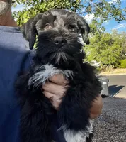 Black male, a male Miniature Schnauzer for sale in Albuquerque, NM – Photo 3 of 6