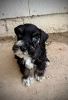 Blue eyed Male (AKC Registered) #2, a male Miniature Schnauzer for sale in Albuquerque, NM – 1 of 5