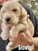 Snowball, a male Goldendoodle for sale in Albuquerque, NM – Photo 2 of 3